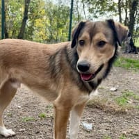 Mato, chien à adopter