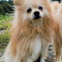 MOWGLI, chien à adopter