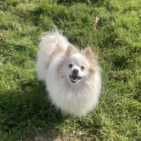 Aslan, chien à adopter