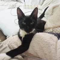 HUGGY-WUGGY, chaton mâle type européen, chat à adopter