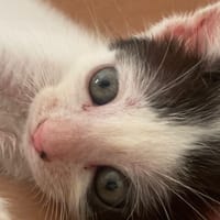 KALICY, chaton femelle européen, chatte à adopter