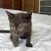 ONYX, chaton mâle, type européen, chat à adopter