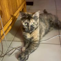 SPHINXY, chat femelle européen, chatte à adopter