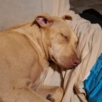 PHOENIX Croisée Labrador Femelle junior, chienne à adopter