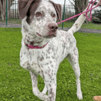 Reggie, dog to adopt