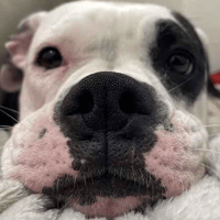 Chloe, female dog to adopt