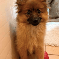 Polly, female dog to adopt