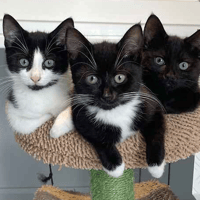 Regan, Scout & Reece, cat to adopt
