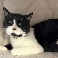 Cotton, cat to adopt