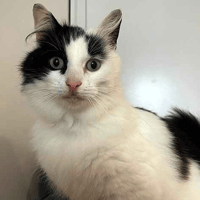 Yuki, female cat to adopt
