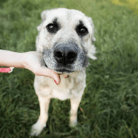 Buddy, dog to adopt