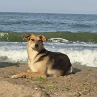 Katie, female dog to adopt