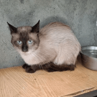Chino, cat to adopt