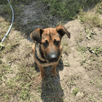 Ares, dog to adopt