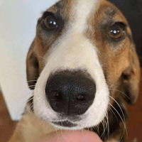 Adalade, female dog to adopt