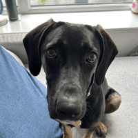 Shuri, female dog to adopt