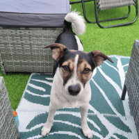 Ruby, female dog to adopt