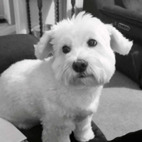 Gigi, female dog to adopt