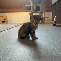 love, chatte à adopter