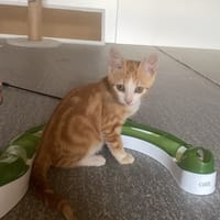 sheeran, chat à adopter
