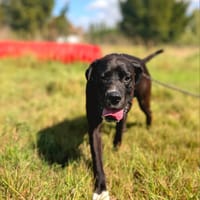 lazare, chien à adopter