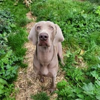 Verlaine, chien à adopter