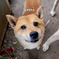 lasko, chien à adopter