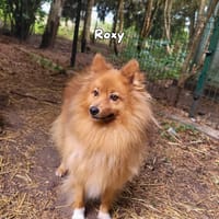 Roxy, chien à adopter