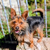 Timy, chien à adopter