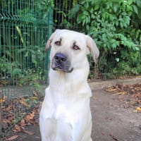Plume, chienne à adopter