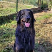 Scrabble, chien à adopter