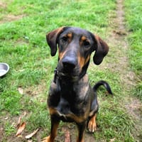 Chirac, chien à adopter