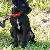 capeste, chienne à adopter