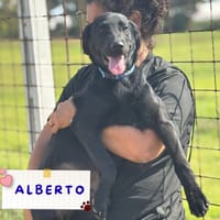 Alberto, cane da adottare