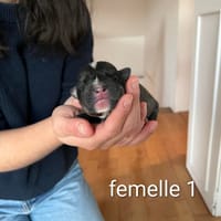 Moo, chienne à adopter