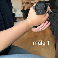 Benni, chien à adopter
