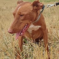 FUTUR, chien à adopter