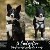 Titus, chien à adopter