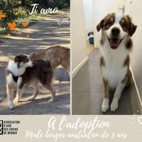 Ti-amo, chien à adopter