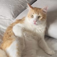 SELENI, chat à adopter