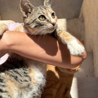 SIENA, chatte à adopter