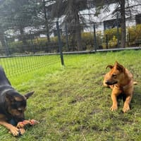 Wandzia, suczka do adopcji