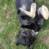 Nika, suczka do adopcji