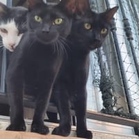 PINKY et JELOWY, chat à adopter
