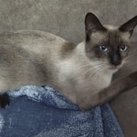 PEPI, chat à adopter