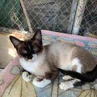 SARA, chatte à adopter