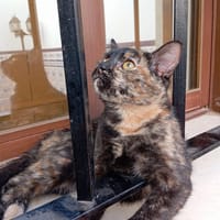 MIRTA, chatte à adopter