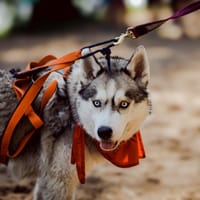 Balko, pies do adopcji