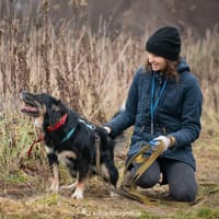 Milton, pies do adopcji