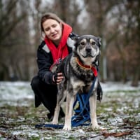 Floy, pies do adopcji